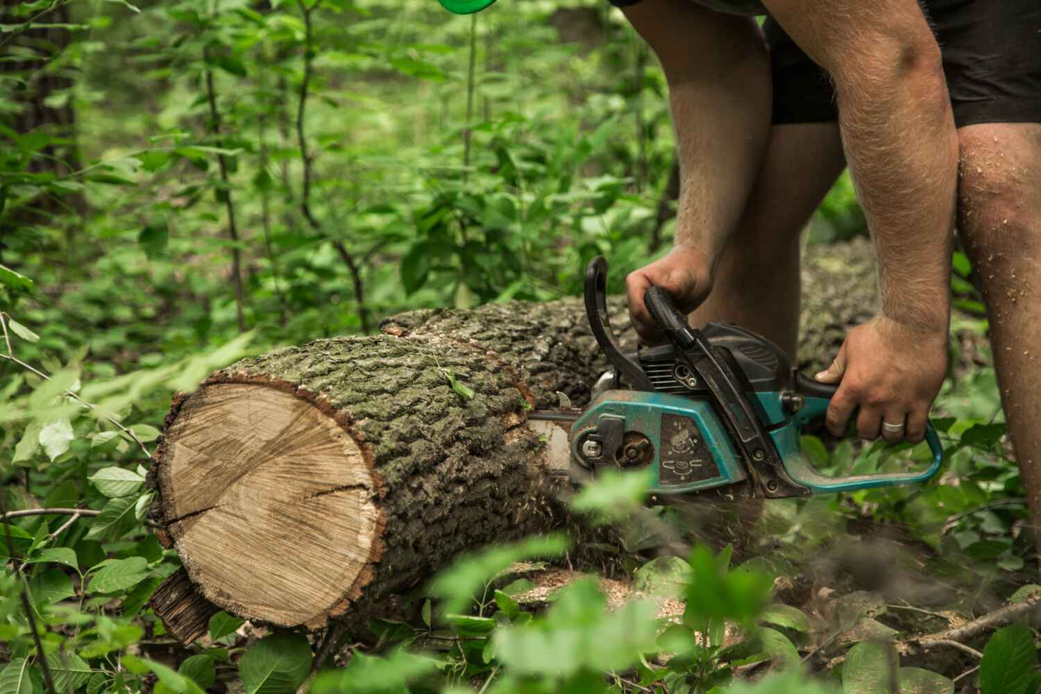 Tree Health Inspection in Tillamook, OR